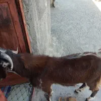 تروشت خوب فروشی