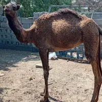 شتر ماده|حیوانات مزرعه|بند زرک, |دیوار