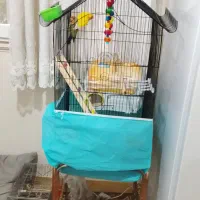 ی جفت طوطی برزیلی نروماده باقفس|پرنده|ری, سیزده آبان|دیوار