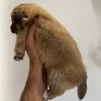 پامرانین ماده