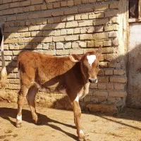 گوساله‌ ماده‌جرسی