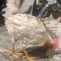 خروس
