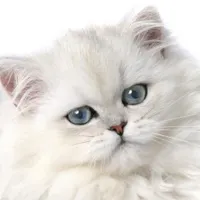 گربه پرشین ۹ ماهه