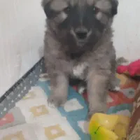 توله سگ قفقازی اصل