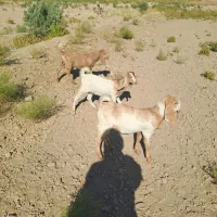 بزغاله فروشی|حیوانات مزرعه|هیرمند, |دیوار