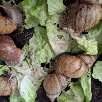 فروش حلزون(قیمت مناسب)