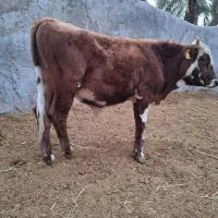 5جلب|حیوانات مزرعه|بم, |دیوار