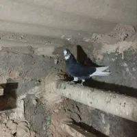 کبوتر پرشی روزگاری|پرنده|خمینیشهر, |دیوار