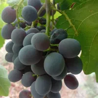 انگور|خوردنی و آشامیدنی|سیدان, |دیوار