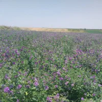 اجاره زمین کشاورزی|اجارهٔ دفتر صنعتی، کشاورزی، تجاری|پارس‌آباد, |دیوار