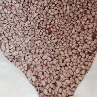 لوبیاچیتی|خوردنی و آشامیدنی|خرامه, |دیوار