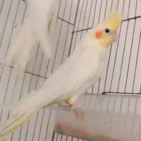 عروس هلندی لوتینو نر