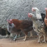 معامله با پرنده کبوترا خورموج