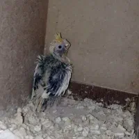 جوجه عروس هلندی