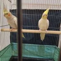 جفت عروس هلندی و جفت طوطی برزیلی