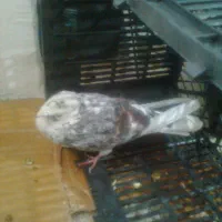 کبوتر پیدا شده ، در خیابان درودیان کوچه بلوری