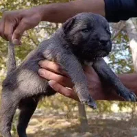 تو سگ سرابی شجره دار|سگ|رشت, منظریه|دیوار