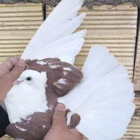 ۱۶ تا کفتر پرشی