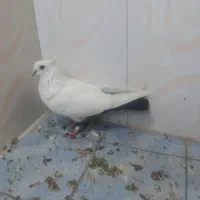 کفتر|پرنده|شیراز, شهرک مهدی‌آباد|دیوار