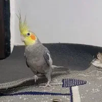 عروس هلندی  سینامون نر سوپر تاج و ماده