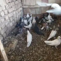 کبوتر فروشی|پرنده|نیاسر, |دیوار