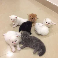 گربه های نژاد بریتانیایی و اسکاتلندی و پرشین کت|گربه|کرج, عظیمیه|دیوار