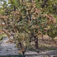 باغ-ویلا-شهرک-الهیه-لوکیشن-خوب