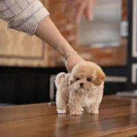 سگ پودل فنجونی نروماده2ماه 3900بی واسطه|سگ|تهران, تهرانسر مرکزی|دیوار