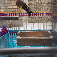 سهره رسمی بخون