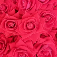 *گل رز سوپر قطر۱۴ سانت مخمل*|گل مصنوعی|سیاهکل, |دیوار