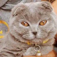 واگذاری گربه اسکاتیش