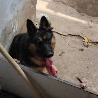 سگ ژرمن