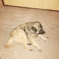 سگ گله ای و نگهبان