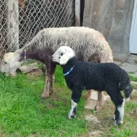 گوسفند بره دار