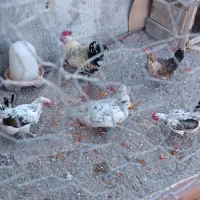 مرغ خروس گلین