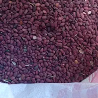 لوبیا چیتی وقرمز