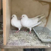 کفتر پرشی ساعت بالا