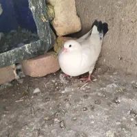 جفت کبوتر دمی و سفید پاک