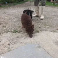 سگ ژرمن