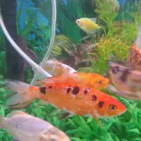 ماهی کوی سالم و زرنگ ۱۴ سانتی خوشرنگ|ماهی|کرمانشاه, |دیوار