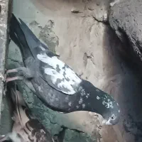 فروش یک جفت کبوتر کمانگر با یک نر چینا