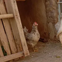 مرغ گلین