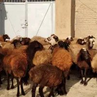 برای فروش|حیوانات مزرعه|گیان, |دیوار