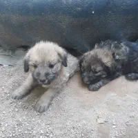 توله سگ پاکوتا