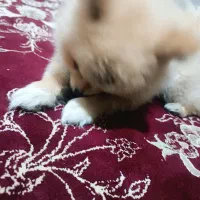 پامر خرسی نر عقیم نشده|سگ|اردبیل, |دیوار