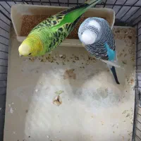 مرغ عشق|پرنده|ری, علایین|دیوار