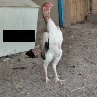 جوجه اوشامو اصل