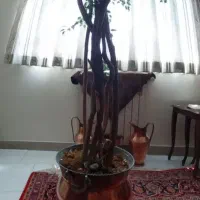 درختچه آپارتمانی (۱۶۰ سانتی)|گل مصنوعی|تهران, نارمک جنوبی|دیوار