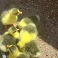 جوجه غاز،،گمبوعه