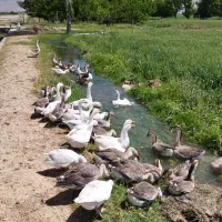 غاز و قوغاز|حیوانات مزرعه|بیستون, |دیوار
